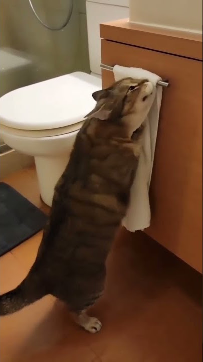 #shorts  kucing habis mandi pakai handuk gaes wkwkw #shortvideo