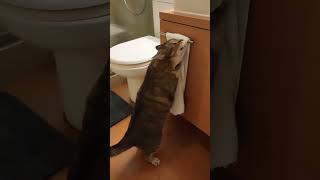 Kucing Habis Mandi Pakai Handuk Gaes Wkwkw