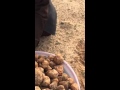 الفقع - شمال حفرالباطن
