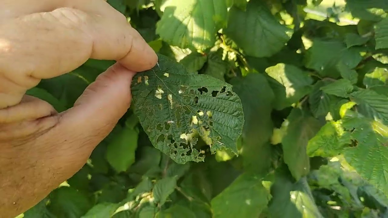 Δενδρώδη φουντουκιά 4 ετών στήν Πιερία