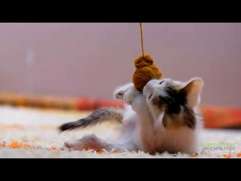 Video: 12 Belangrijke Punten Met Betrekking Tot Huisdierenverzekering