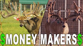 Partnering in the Deer Industry | Deer Farming Channel