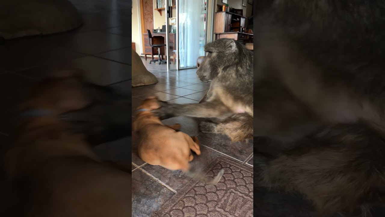 Ever seen a baboon that's dog sitting 😂 #animals #cuteanimals #wildlife #doglover