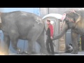 Ringling brothers circus elephants walk to another show sad life