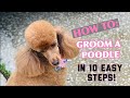 HOW TO GROOM A POODLE IN A LAMB CLIP IN 10 SIMPLE STEPS 🐶😍✂️