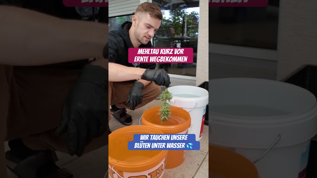 So haben wir Mehltau kurz vor der Ernte wegbekommen 😍🚫 Budwashing - Ganzes Video 👇 