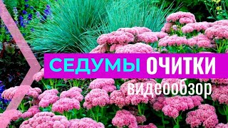 МНОГОЛЕТНИКИ ОБЗОР СЕДУМЫ-ОЧИТКИ!