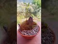 #paysage #nature #plants #tree  #rock #mini #bonsai #relaxing Paysage miniature  - Bonsaï