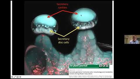 Explorer le développement fascinant des trichomes producteurs de cannabinoïdes - Zamir Punja, PhD
