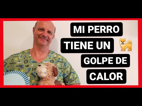 Video: Los efectos mortales del golpe de calor en los perros