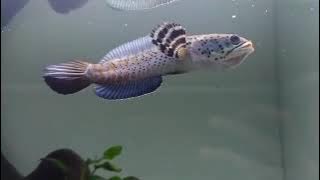 Story wa keren channa blue pulchra mental freeman