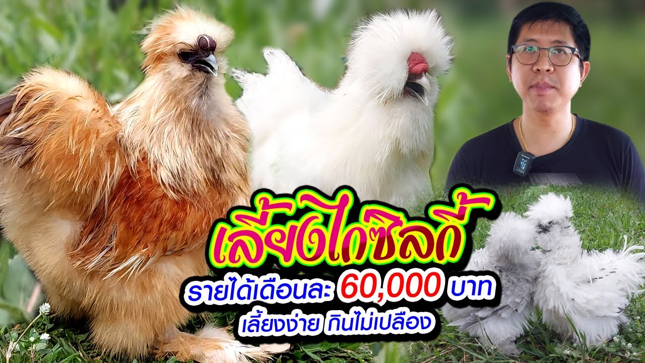 เลี้ยงไก่ซิลกี้ (Silkie) รายได้เดือนละ 60,000 บาท เลี้ยงง่าย กินไม่เปลือง