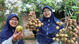 PETIK DELIMA DAN PANEN KELENGKENG PINGPONG DI RUMAH MERTUA