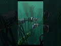 Safe in your underwater lab   #relaxing #subnautica