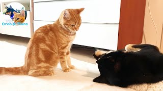 What If A Teasing Kitten Stimulates Shibainu Instinct?
