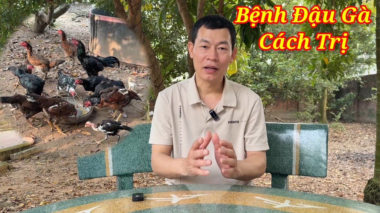 Gà Bị Bệnh Đậu Cách Phòng & Điều Trị Hiệu Quả