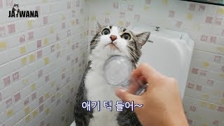 고양이 목욕시키기 참~ 쉽죠잉? (대체 뭐가 어렵다는거죠'ㅅ';;)