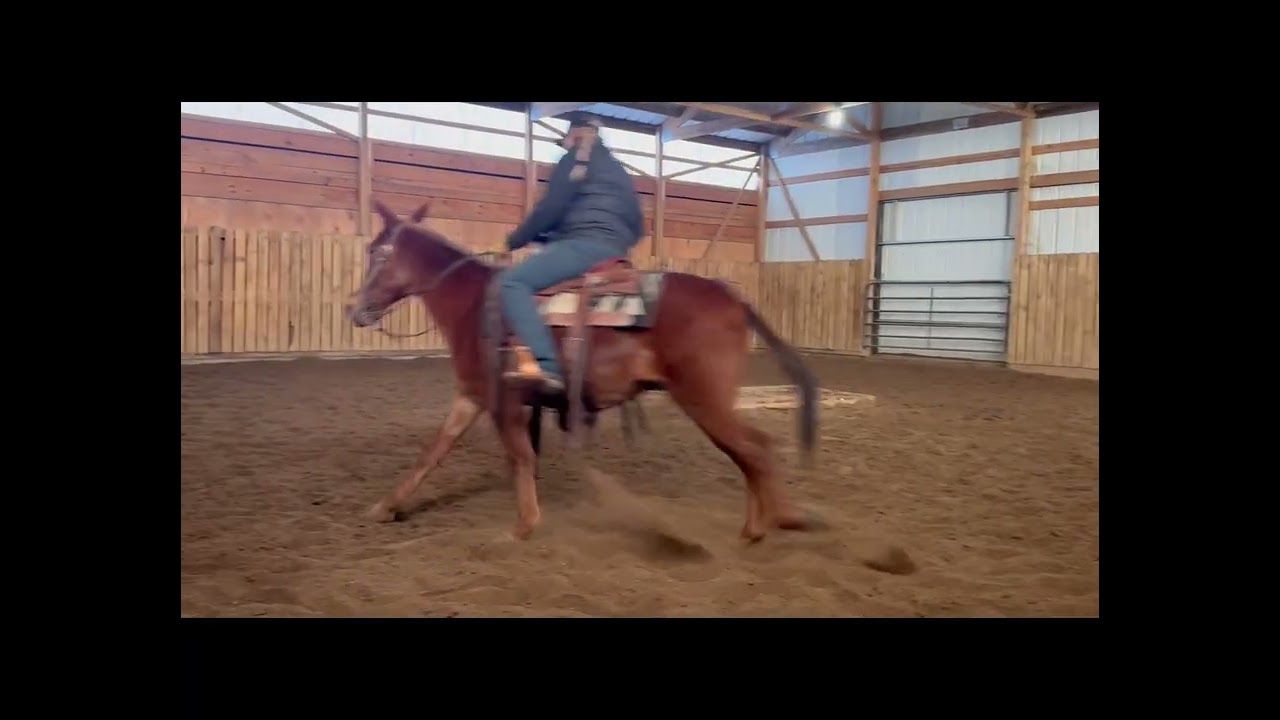 Rafter D Mules Chippo