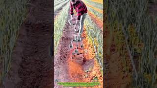 Efficient Inter-Row Soil Loosening Technique with Multi-Blade Cultivator