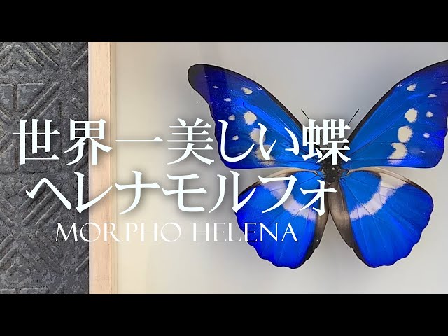 世界一美しい蝶 】ヘレナモルフォ 家にあるものだけで修復を試みた