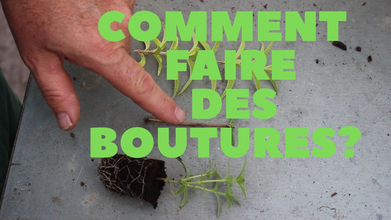 Le bouturage et rempotage de la verveine citronnelle.