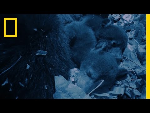 Sleepy Cubs | America's National Parks Instructional Video