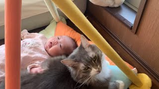 赤ちゃんとゼロ距離でずっと一緒に過ごせる猫　ノルウェージャンフォレストキャット　A cat that's okay right next to a baby