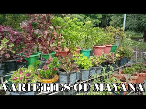 DIFFERENT VARIETIES OF MAYANA / COLEUS PLANT | HOW TO TAKE CARE OF MAYANA PLANT / CARING TIPS