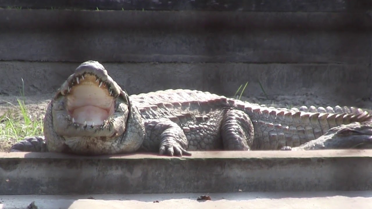 EcoAdventures Trailer Season One