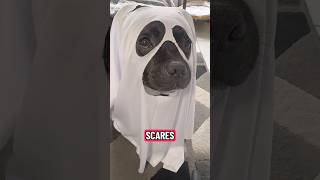 Casper, The Ghost Staffy