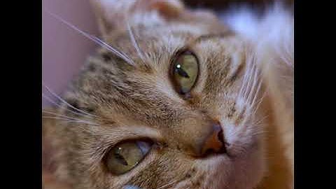 Lazy cat soo cute..#shorts