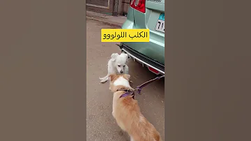 الكلب اللولو هو هو 