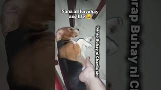 Sana all Hayahay ang life 😆#shorts #doglife #doglove