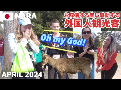【外国人の反応】お辞儀する鹿に感動&笑顔! 追いかけられる外国人観光客も楽しそう! 奈良公園2024年春 Bowing Deer in Nara, Japan