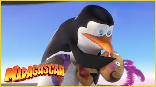 DreamWorks Madagascar en Español Latino | Air Pingüinos | Dibujos Animados