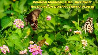 Common Mormon , Lime , Rice Swift Nectaring on Lantana Camera Flower at ColorWings Butterfly Park