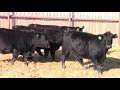 Soderglen Select Replacement Female Sale 2019 - Seven O Ranch Black Bred Heifers (1)