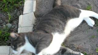 CAT TEST VIDEO *DO NOT WATCH*