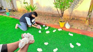 Rabbit Babies Nay Khub Enjoy Kia ❤️