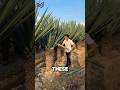 How Spiky Leaves Become Shoes #shoes