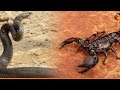 أكثر المواجهات رعب ا بين العقرب والثعبان والحشرات الاخرائ التي تم التقاطها على الكاميرا 