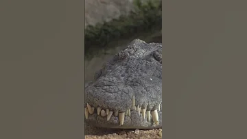 التمساح النيلي وتمساح المياه المالحة اكسبلور تمساح النيل مياه مالح بحر Shorts Crocodile River Sea 