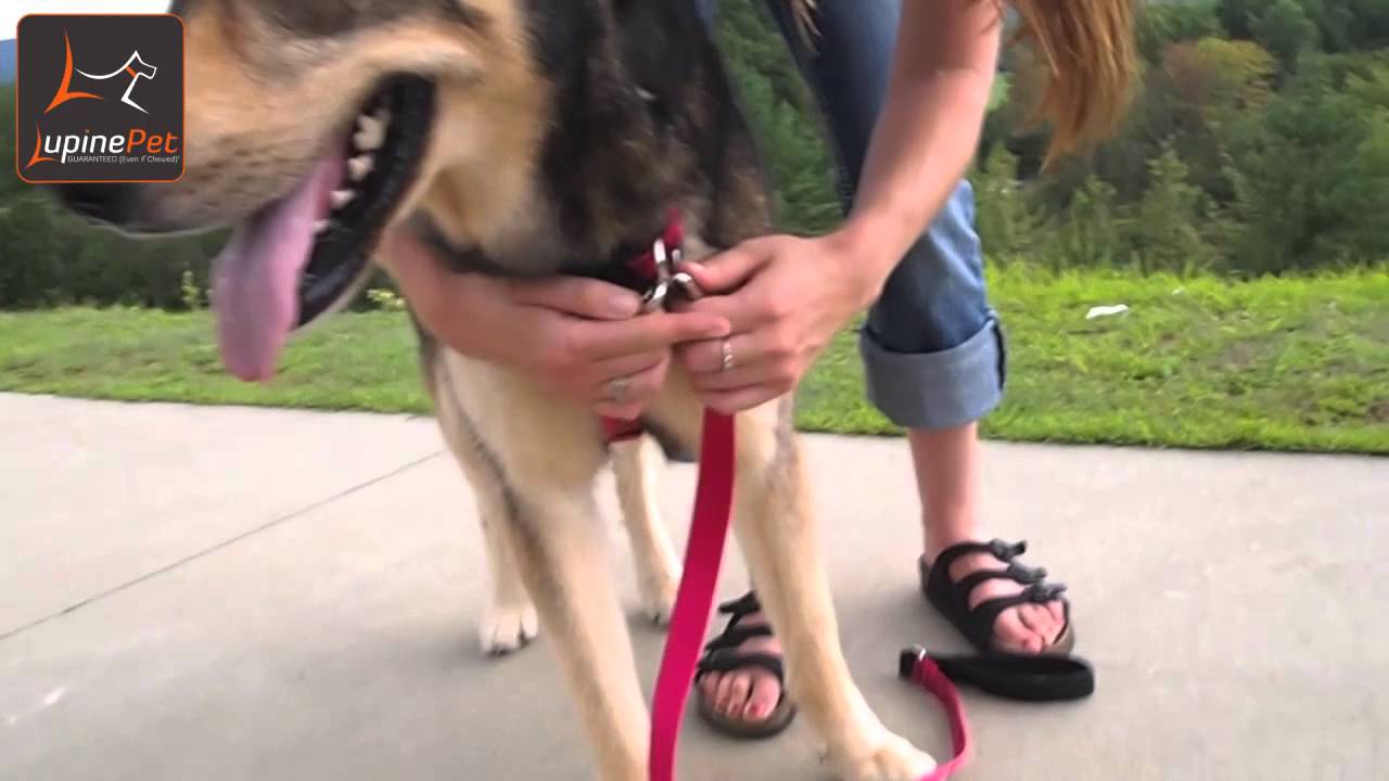 NoPull Harness YouTube