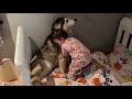 Adorable Baby Refuses To Sleep Without Reading Her Old Husky A Book!😭💙 [BABY GETS HUSKY TO SLEEP!]