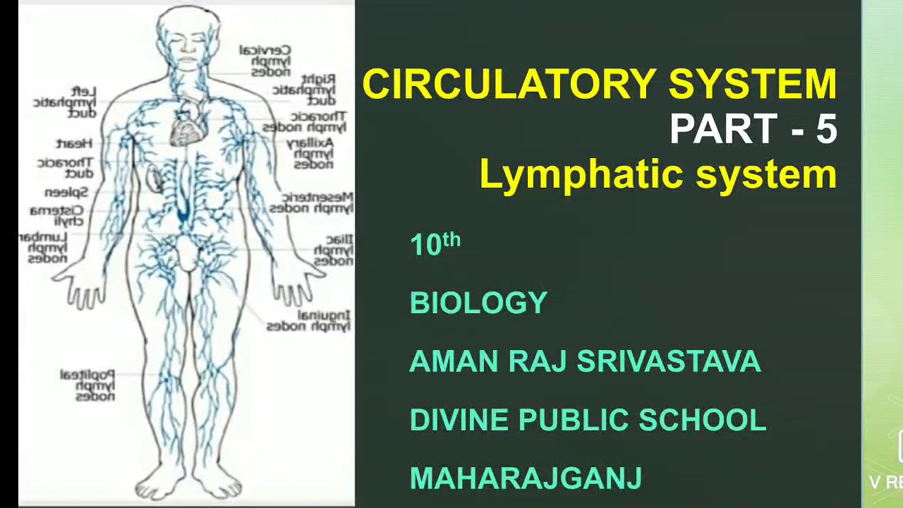 Circulatory system part -5 Lymphatic system - YouTube