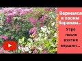 УТРО ПОСЛЕ ПОКОРЕНИЯ ВЕРШИНЫ/САД/ОГОРОД