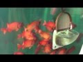不思議な水槽　Strange aquarium の動画、YouTube動画。