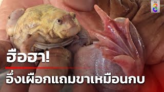 ชาวบ้านเจออึ่งเผือก แถมขาเหมือนกบ | 25 พ.ค. 67 | คุยข่าวเช้าช่อง8