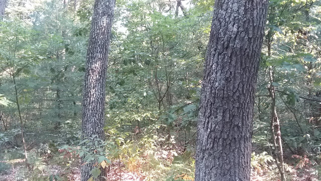 Black Oak bark, acorns and foliage
