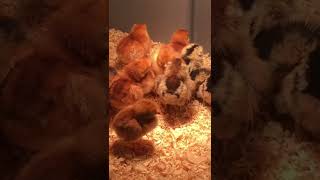 NEW BABY CHICKS BLUE EGGS LAYER || #shorts NEW BABY CHICKS BLUE EGGS LAYER || #shorts